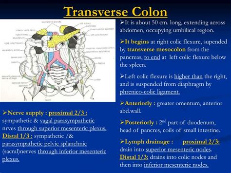 Transverse colon: Function, pain, diagram, and more