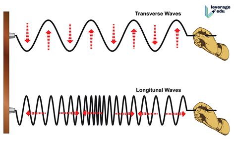 Transverse vs longitudinal waves. Learn the difference between transverse and longitudinal waves, with examples and diagrams. Transverse waves have vibrations perpendicular to the direction of travel, … 