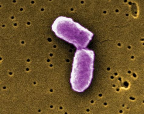 Tranverse fission biology Britannica