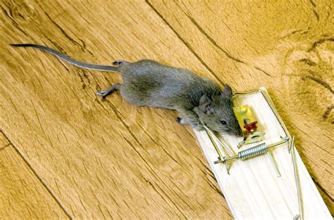 Trap the mouse. Apr 13, 2024 · Type: Electric mouse trap. Disposal Method: Manual disposal of dead mice, trap is reusable. Reusable: Yes. Designed to catch, kill, and contain mice, the Victor Electric Mouse Trap i s a fast-acting, humane way to eliminate mice. In fact, the trap can kill up to 50 rodents per set of fully charged batteries! 
