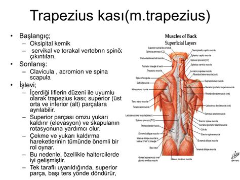 codini.rgarabwor.edu.pl. 