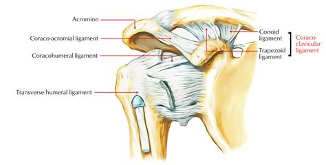 Trapezoid Ligament