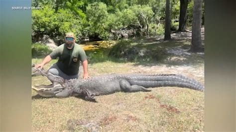 Trapper says 12-foot alligator captured after attacking dog in Oviedo was not biggest he encountered