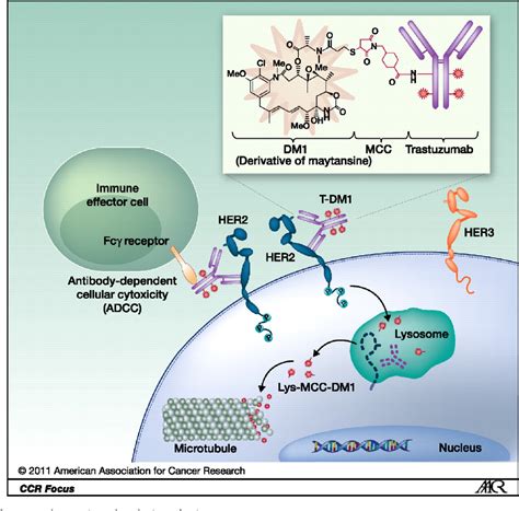 Trastuzumab emtansine in the treatment of HER2-positive …