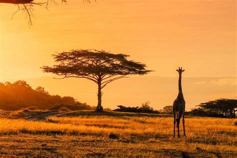 Travel to africa. Last update: 7/8/22 | July 8th, 2022. Africa is a massive continent known for its exotic animal encounters, dramatic landscapes, … 