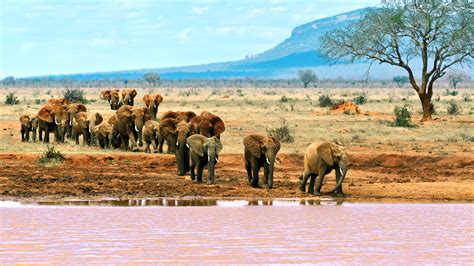 Travel to kenya. When the borders opened in various African countries, many of my clients reached out, keen to travel to wide-open spaces; Kenya was an ideal choice, given my intimate relationships with a handful ... 