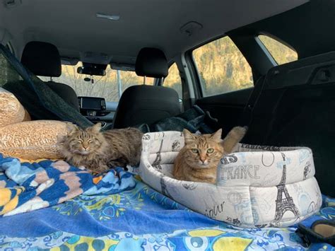 Traveling With Cats In The Car — 11 Tips For Successful Trips