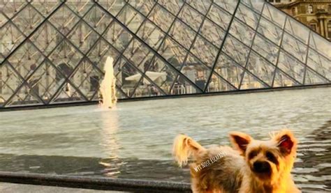 Traveling with a Dog to Paris, France: Step-by-Step Guide …