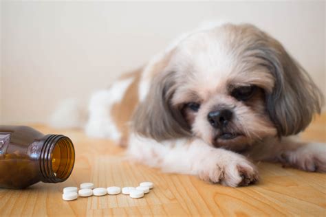 Trazodone With Cbd For Dogs