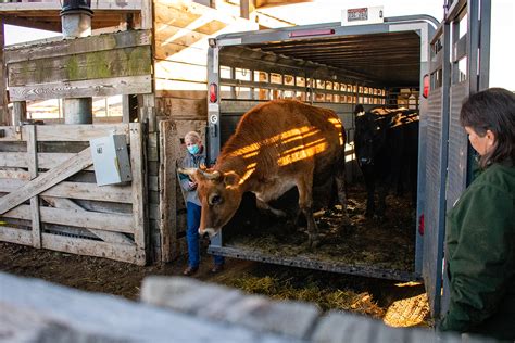 Treasure valley livestock. Things To Know About Treasure valley livestock. 