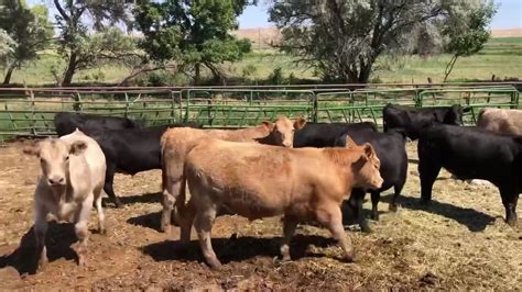 Treasure valley livestock auction. Some people scour auctions for that one coin that’s missing from their collections. Others spend months at a time with a metal detector, digging for historical treasures. We all kn... 