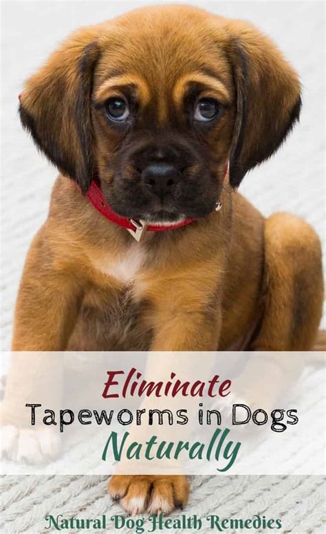 Treat Tapeworms in Dogs - The Spruce Pets