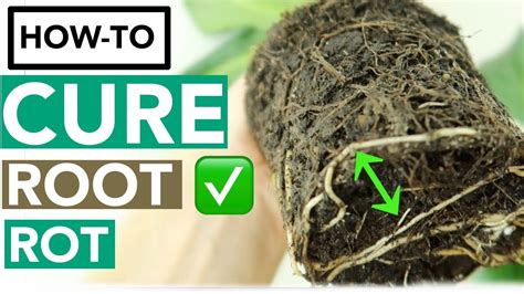 Treat root rot. Dipping the healthy roots in the solution ensures that all root rot-causing bacteria and pathogens are eradicated. Alternatively, if you don’t have Hydrogen Peroxide on hand, you may also use bleach. Use 4 to 6 drops of bleach to one quart of water. Allow your roots to air dry while you prepare the new soil and pot. 