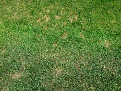 Treating Brown Patches in Bermuda Grass