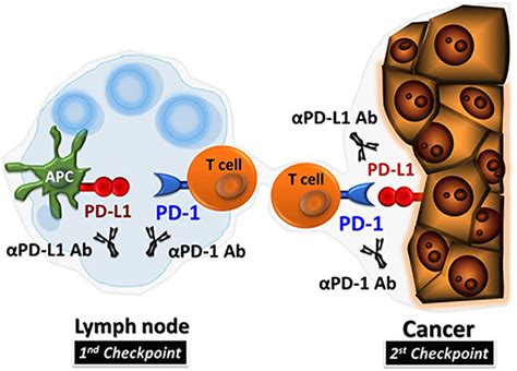 Treatment of PD-1/PD-L1 Inhibitor–Induced Dermatitis Resolves ...