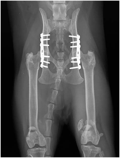 Treatment of pelvic fractures in cats with patellar fracture and dental ...