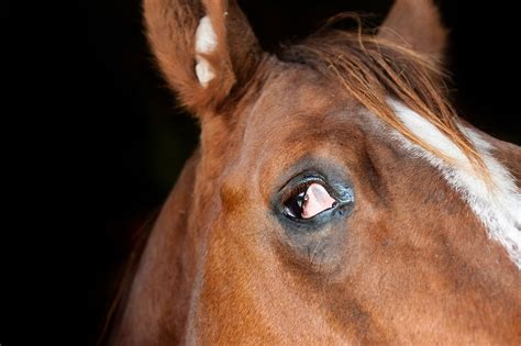 Tredje ögonlocket katt