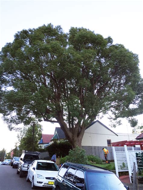 Tree Canopy Lifting or Raising Sydney Tree Solutions