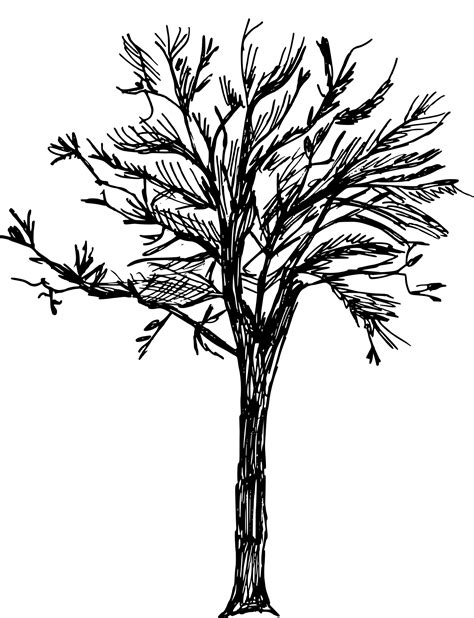 Tree Drawing Png PNG Image Collection