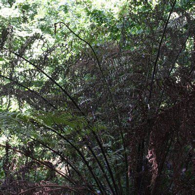 Tree Fern Care, Watering, Fertiliser and Pruning - Nurseries Online