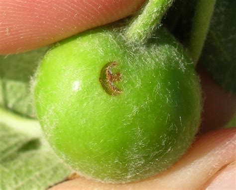 Tree Fruit Insect Pest - Plum Curculio - Penn State Extension