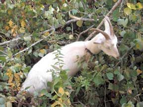 Tree Leaf Fodder for Livestock - Maine Organic Farmers …