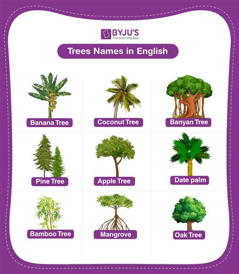 Tree Names Explore the List of 20+ Names in English