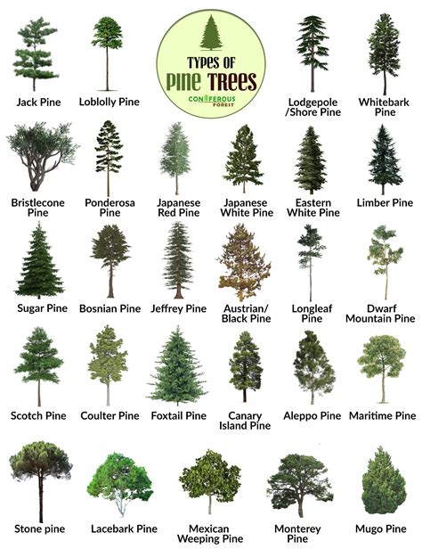 Tree Pictures, Photo Library of Trees by Species Type