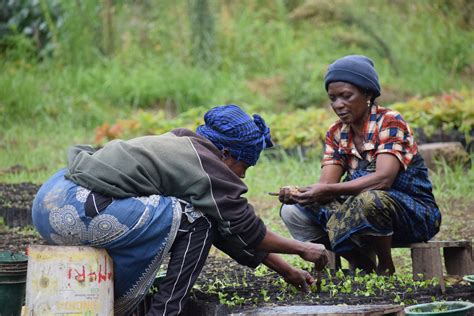 Tree Planting Volunteer in Tanzania 2024