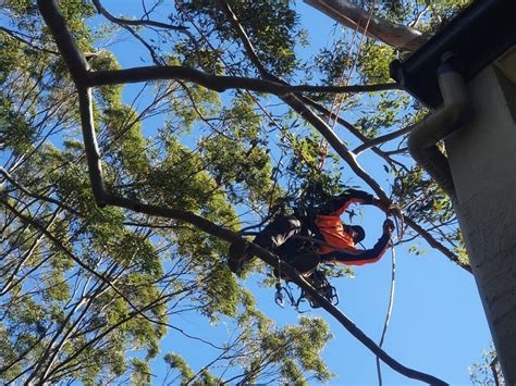 Tree Removal Services Hornsby - Sam