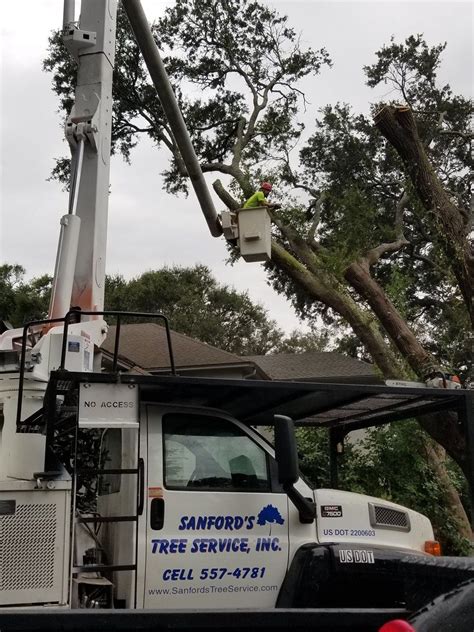 Tree Root Removal in Fernandina Beach, Florida