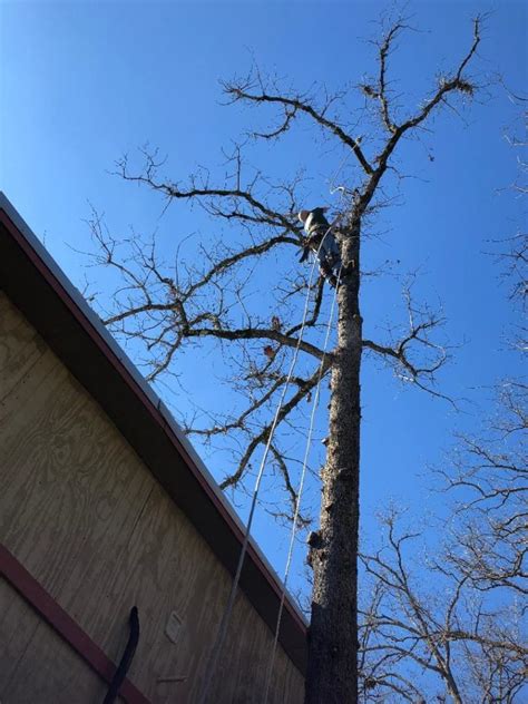 Tree Service Humble - (713) 636-5573 Tree Service Houston