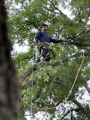 Tree Service Paso County, FL - Mikey