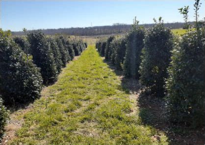Tree Services Martinis Tree Farm
