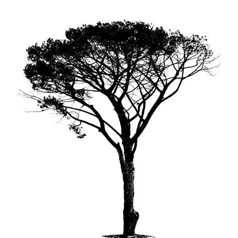 Tree Silhouette Images – Browse 1,795,038 Stock Photos, Vectors, …