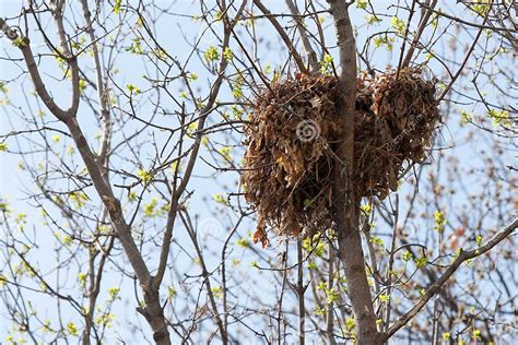 Tree Squirrel Nest High Up In A Tree Stock Image Image 37607865