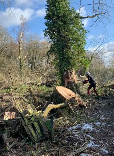 Tree Surgeon in Bury St Edmunds Find Trusted Experts