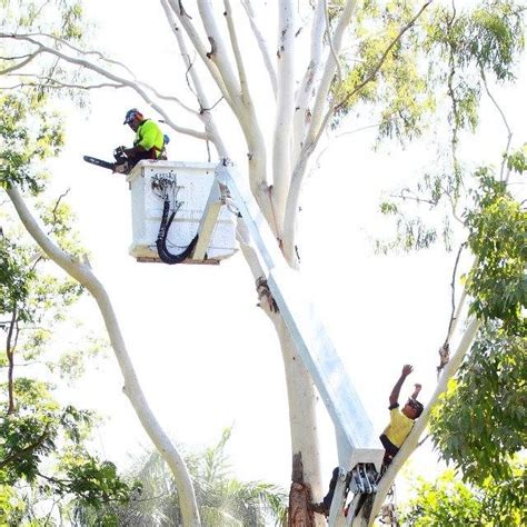 Tree Tamers - Facebook