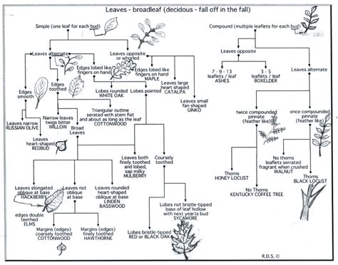 Tree anatomy and identification