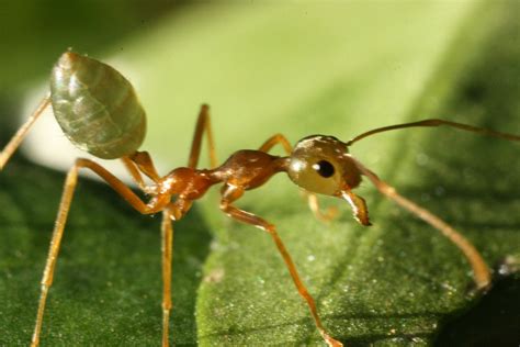 Tree ants. 1. Leafcutter Ants Don't Actually Eat the Leaves. The sight of these insects, marching en masse with leafy greens held overhead, would naturally lead one to think they're preparing a salad bar of ... 