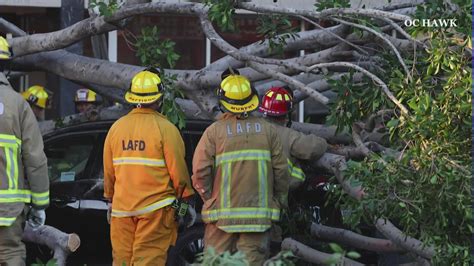 Tree branch crushes car with mother, children inside in L.A. County 