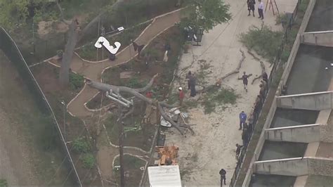 Tree branch falls on benches at San Antonio Zoo; 7 hurt