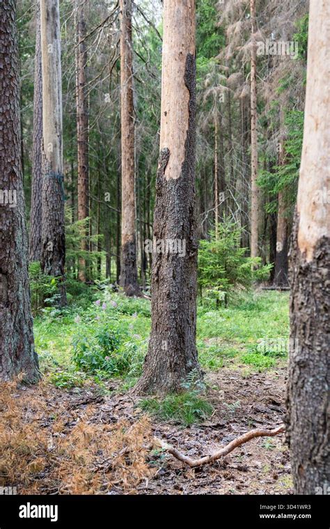 Tree care accidents.  Bark beetles attack spruce trees in early summer.  Over t...