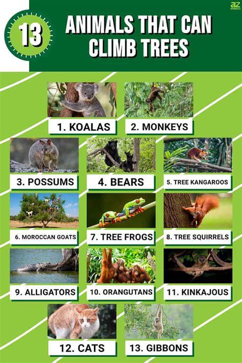 Tree climber animal.  From big to small and easy to difficult we have something for all.  ...