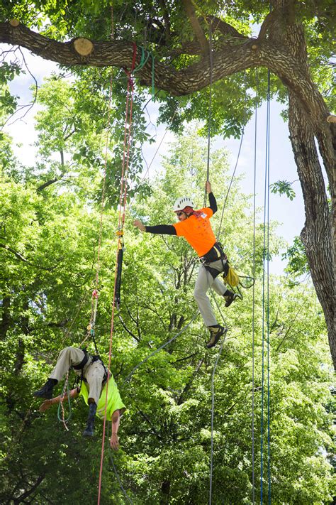 Tree climbing. Things To Know About Tree climbing. 