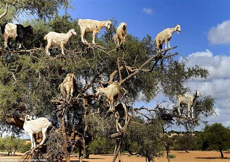 Tree climbing goats #Essaouira #Morocco #shorts - YouTube