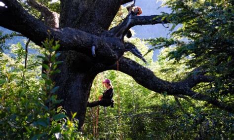 Tree climbing training.  Recreational tree climbing provides an enjoyable experience you won...