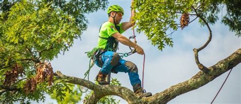 Tree climbing video.  Although most people think of tree climbing as a...