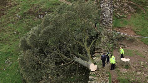 Tree cut down in england. In Wales, the maximum fine can go up to £2,500 or twice the value of the trees, whichever is higher. In Scotland, the fine can go up to £5,000 per tree, and all involved in the felling can get a criminal record. However, in England and Northern Ireland, there is no specified maximum amount for the fine. 