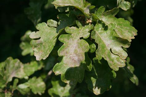 Tree disease threatens 400 hurley jobs - Independent.ie